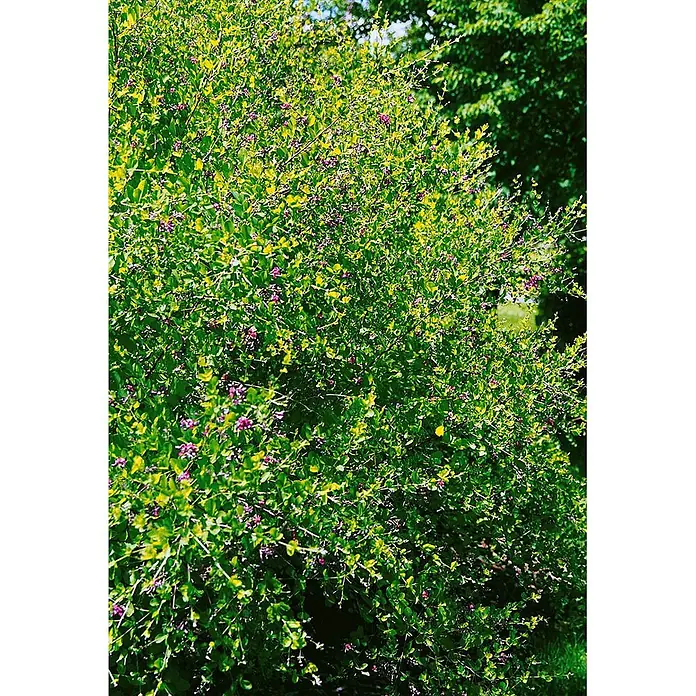 Pflanzen für dich Ginster 30-40 cm - Lespedeza bicolor, Rosa - Dichter grüner Strauch mit vielen kleinen violetten Blüten, der draußen gedeiht.