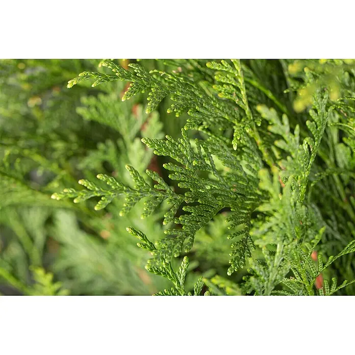 Pflanzen für dich Lebensbaum 60-80 cm - Thuja plicata 'Atrovirens', Aktuelle Wuchshöhe: 60 cm - 80 cm - Üppiges grünes Nadelgehölz mit schuppenartigen Blättern.