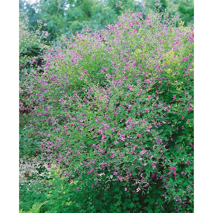 Pflanzen für dich Ginster 30-40 cm - Lespedeza bicolor, Rosa - Ein dichter Busch mit kleinen rosa Blüten und grünen Blättern.
