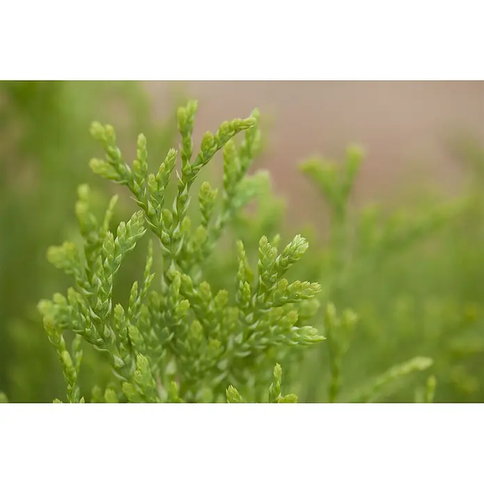 Pflanzen für dich Lebensbaum 60-80 cm - Thuja occidentalis 'Jantar', Aktuelle Wuchshöhe: 60 cm - 80 cm - Nahaufnahme von leuchtend grünem Neuaustrieb einer Konifere mit kleinen, dichten, schuppenartigen Blättern.