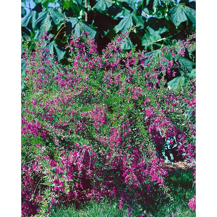 Pflanzen für dich Ginster 30-40 cm - Lespedeza bicolor, Rosa - Busch mit leuchtend rosa Blüten und grünen Blättern, der im Garten gedeiht.