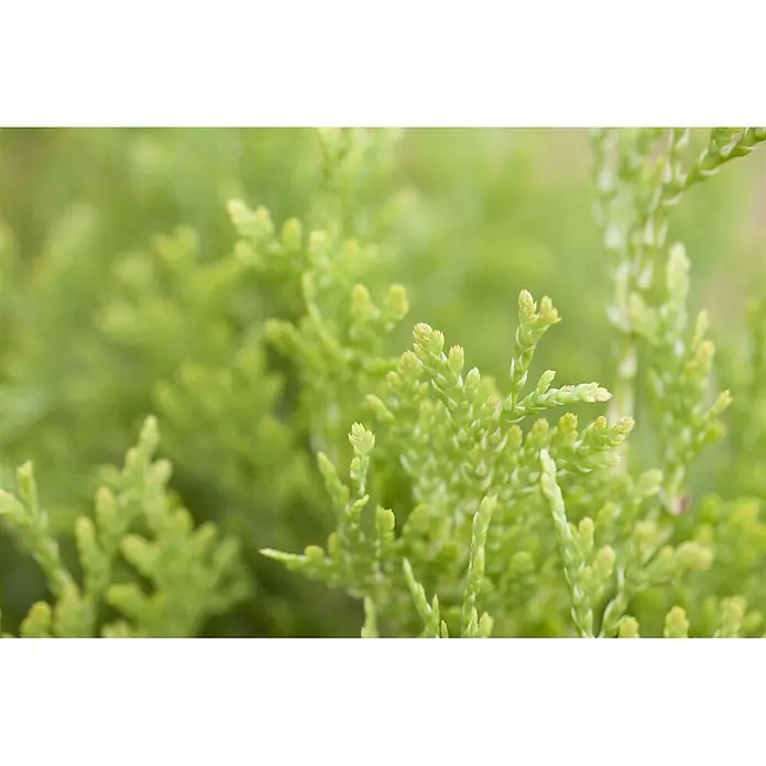 Pflanzen für dich Lebensbaum 60-80 cm - Thuja occidentalis 'Jantar', Aktuelle Wuchshöhe: 60 cm - 80 cm - Nahaufnahme von hellgrünem Laub mit kleinen, schuppigen Blättern.