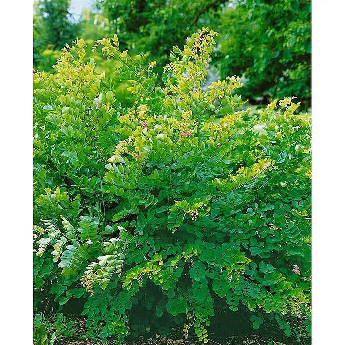Pflanzen für dich Ginster 30-40 cm - Lespedeza bicolor, Rosa - Ein buschiger grüner Strauch mit kleinen, runden Blättern, teils mit hellerem Neuaustrieb und einigen zarten rosa Blüten.