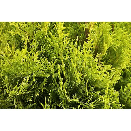 Pflanzen für dich  Lebensbaum 40-60 cm