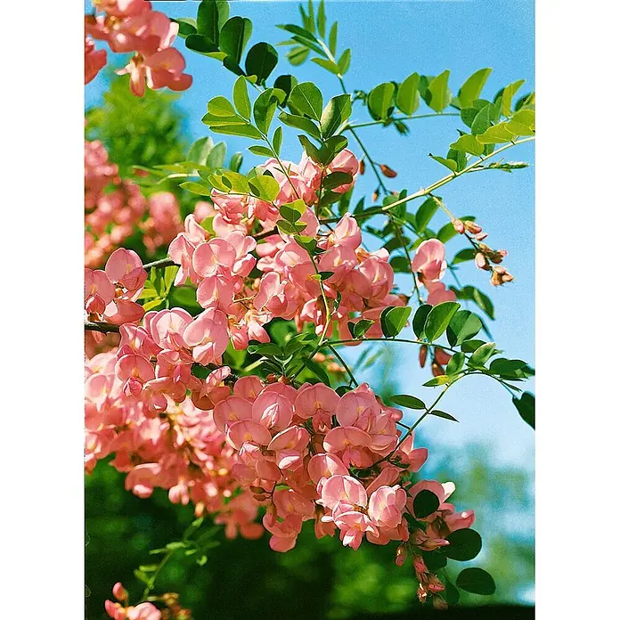 Pflanzen für dich Strauchrose 150-175 cm - Robinia hispida 'Macrophylla', Rosa - Blütenstände leuchtend rosa Blüten und grüner Blätter an einem Ast vor blauem Himmel.