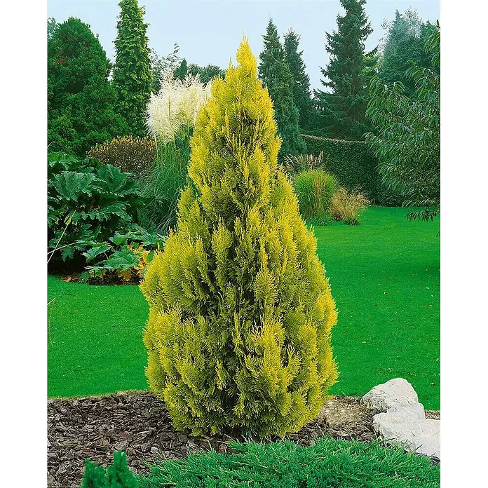 Pflanzen für dich Lebensbaum 60-80 cm - Thuja occidentalis 'Jantar', Aktuelle Wuchshöhe: 60 cm - 80 cm - Lebhafter goldgelber Thuja-Nadelbaum in einem bepflanzten Gartenbeet mit Mulch und Rasen.