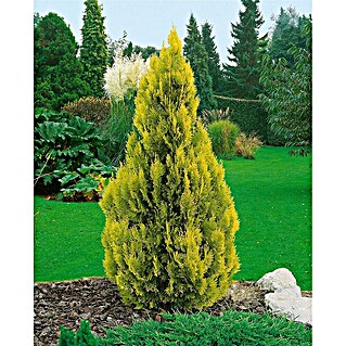 Pflanzen fr dich Lebensbaum 50-60 cm online kaufen bei BAUHAUS