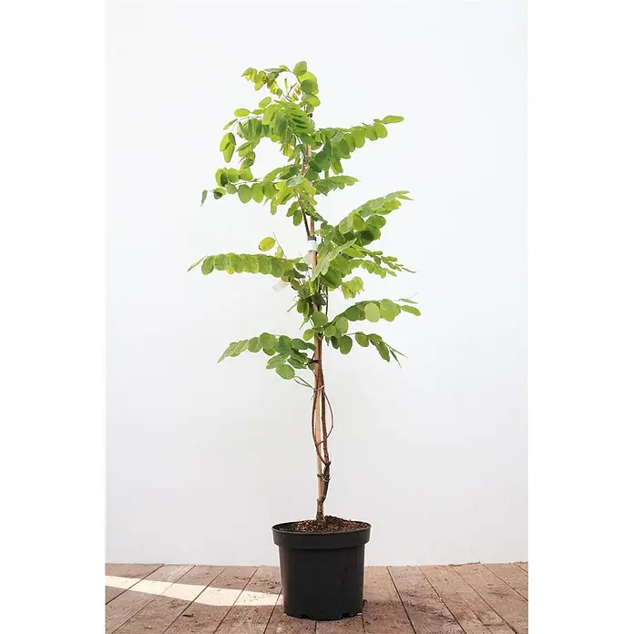 Pflanzen für dich Ginster 60-100 cm - Robinia hispida 'Macrophylla', Rosa - Topfpflanze mit grünen Blättern, schlankem braunem Stamm und schwarzem Topf, gestützt durch einen Pfahl.