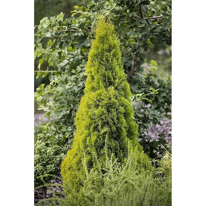 Pflanzen für dich Lebensbaum 40-60 cm - Thuja occidentalis 'Golden Smaragd', Aktuelle Wuchshöhe: 40 cm - 60 cm - Ein leuchtend gelbgrüner, kegelförmiger Nadelbaum, möglicherweise ein Lebensbaum, ideal für Ziergärten.