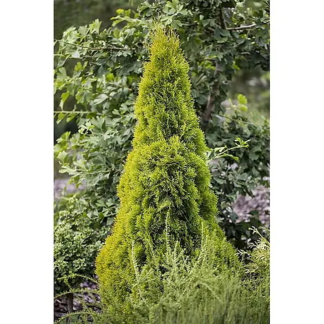 Pflanzen für dich  Lebensbaum 60-80 cm
