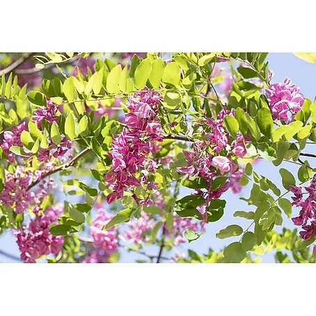 Pflanzen für dich  Strauchrose 100-150 cm