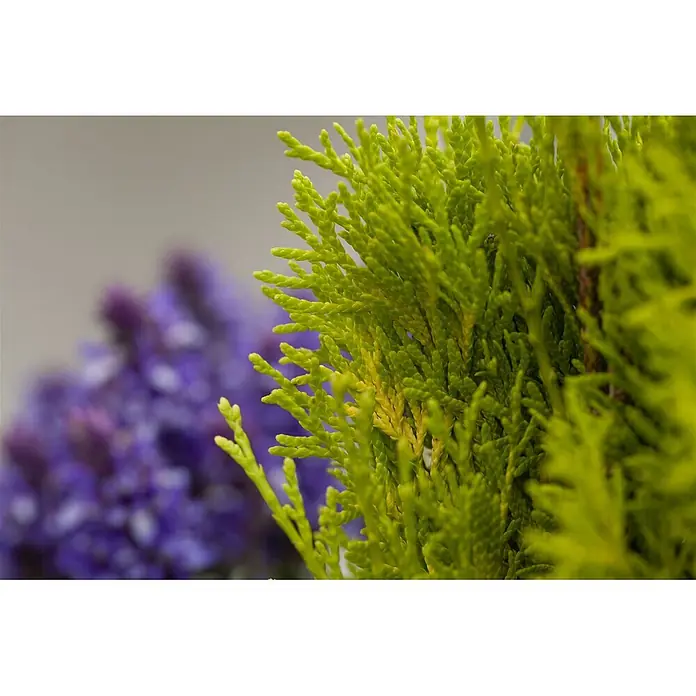 Pflanzen für dich Lebensbaum 40-60 cm - Thuja occidentalis 'Golden Smaragd', Aktuelle Wuchshöhe: 40 cm - 60 cm - Leuchtend grünes, strukturiertes Pflanzenlaub, mit weichen, verschwommenen violetten Blüten im Hintergrund.