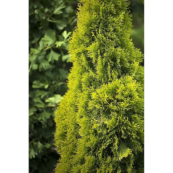 Pflanzen für dich Lebensbaum 40-60 cm - Thuja occidentalis 'Golden Smaragd', Aktuelle Wuchshöhe: 40 cm - 60 cm - Lebhaft grüne, dichte Säulen-Konifere mit feinem, fedrigem Laub.