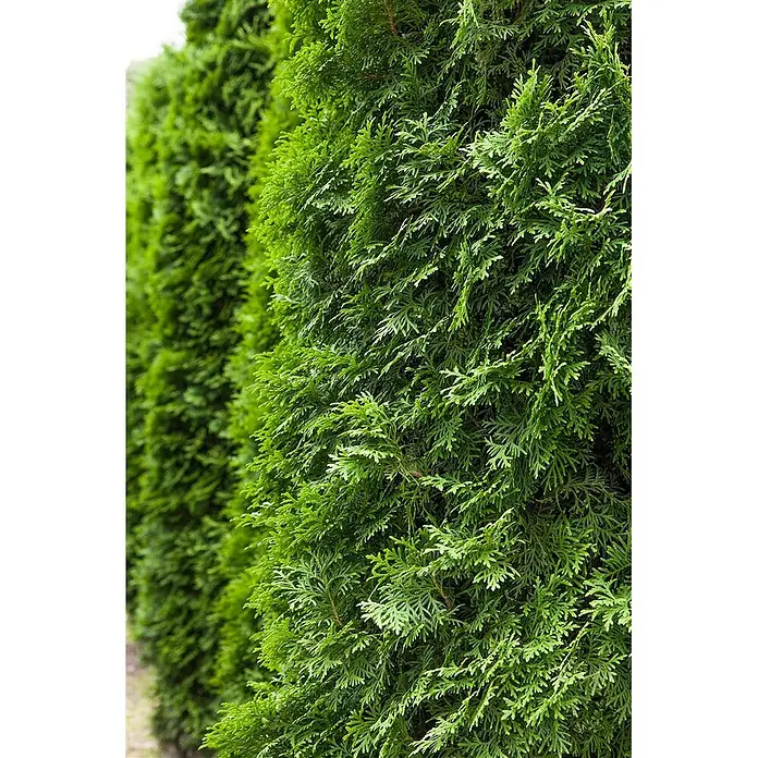 Pflanzen für dich Lebensbaum 150-175 cm - Thuja occidentalis 'Columna', Aktuelle Wuchshöhe: 150 cm - 175 cm - Reihe leuchtend grüner immergrüner Bäume, die eine dichte Hecke bilden.