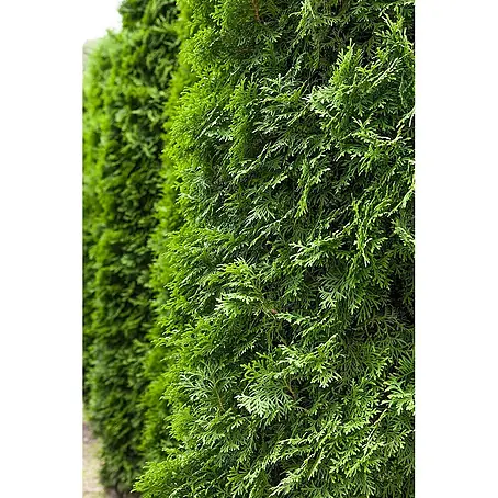Pflanzen für dich  Lebensbaum 125-150 cm