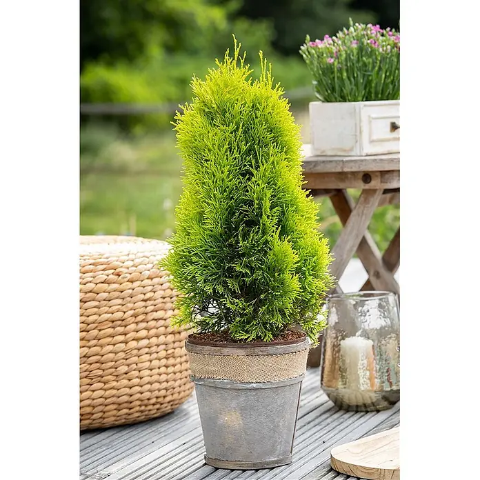 Pflanzen für dich Lebensbaum 40-60 cm - Thuja occidentalis 'Golden Smaragd', Aktuelle Wuchshöhe: 40 cm - 60 cm - Kleine hellgrüne Nadelpflanze in einem grau-braunen Topf mit Sackleinen, als Terrassendeko.