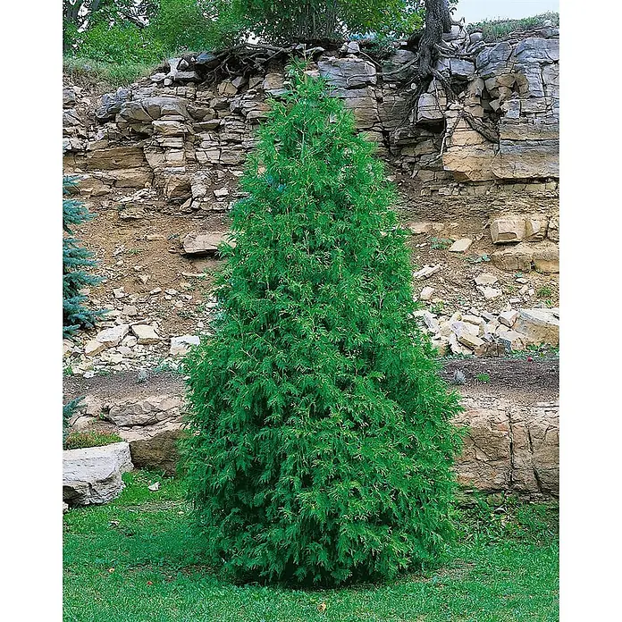 Pflanzen für dich Lebensbaum 150-175 cm - Thuja occidentalis 'Columna', Aktuelle Wuchshöhe: 150 cm - 175 cm - Konischer, immergrüner Thuja-Baum mit dichtem grünem Laub, platziert in einem Garten vor einem felsigen Hang.