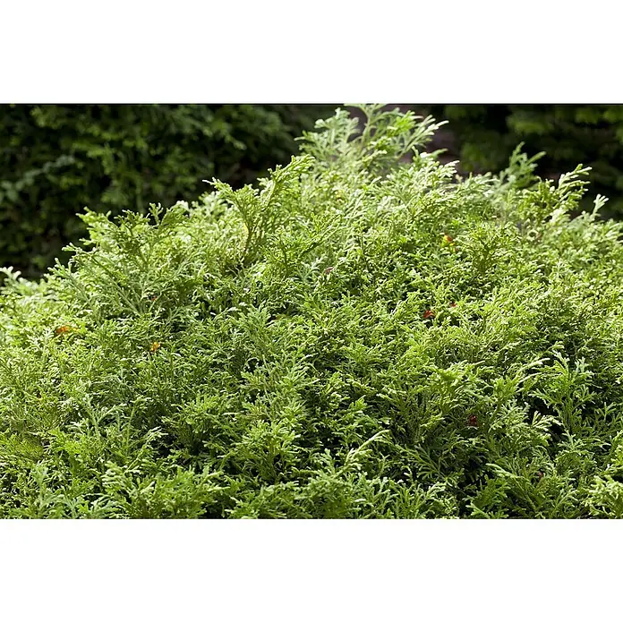 Pflanzen für dich Lebensbaum 70-80 cm - Thujopsis dolabrata, Aktuelle Wuchshöhe: 70 cm - 80 cm - Üppiger, hellgrüner Koniferenstrauch mit fein texturiertem, schuppigem Laub.