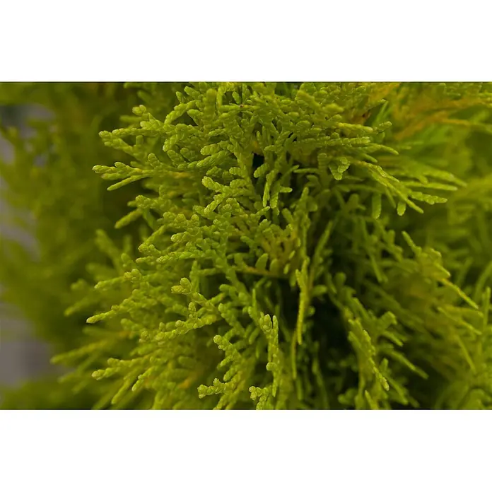 Pflanzen für dich Lebensbaum 40-60 cm - Thuja occidentalis 'Golden Smaragd', Aktuelle Wuchshöhe: 40 cm - 60 cm - Nahaufnahme von dichtem, hellgrünem, schuppenartigem Laub, das seine lebendige Farbe und komplexe Textur zeigt.