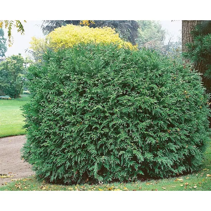 Pflanzen für dich Lebensbaum 70-80 cm - Thujopsis dolabrata, Aktuelle Wuchshöhe: 70 cm - 80 cm - Ein dichter, runder, immergrüner Strauch in einer Gartenanlage.