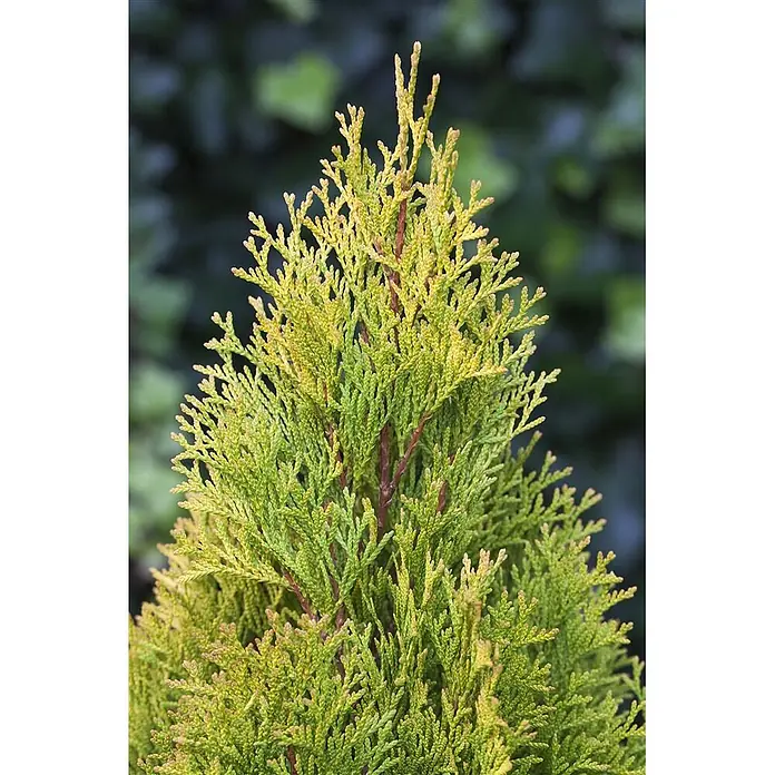 Pflanzen für dich Lebensbaum 40-60 cm - Thuja occidentalis 'Golden Smaragd', Aktuelle Wuchshöhe: 40 cm - 60 cm - Üppige, kompakte Konifere mit leuchtend gelbgrünem Laub.