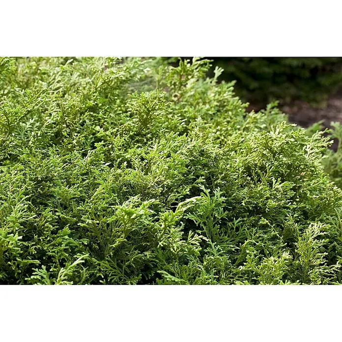 Pflanzen für dich Lebensbaum 70-80 cm - Thujopsis dolabrata, Aktuelle Wuchshöhe: 70 cm - 80 cm - Nahaufnahme von leuchtend grünem, fein texturiertem immergrünem Laub, das einen dichten Busch bildet.