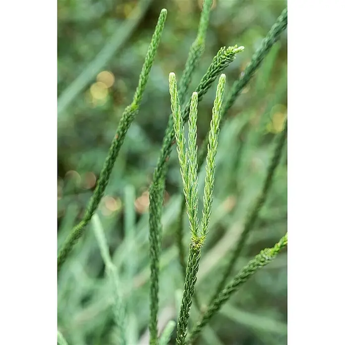 Pflanzen für dich Lebensbaum 30-40 cm - Cryptomeria japonica 'Rasen', Aktuelle Wuchshöhe: 30 cm - 40 cm - Leuchtend grüne Pflanze mit dichtem, schuppenartigem Laub und hellgrünem Neuaustrieb.