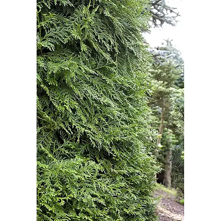 Pflanzen für dich  Lebensbaum 20-30 cm