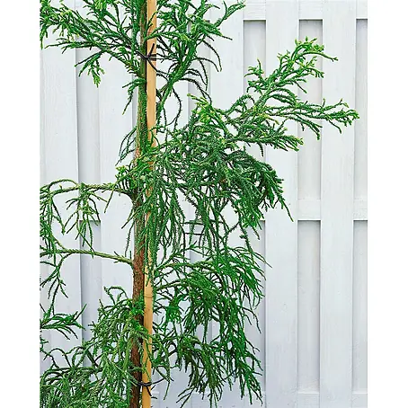 Pflanzen für dich  Lebensbaum 30-40 cm