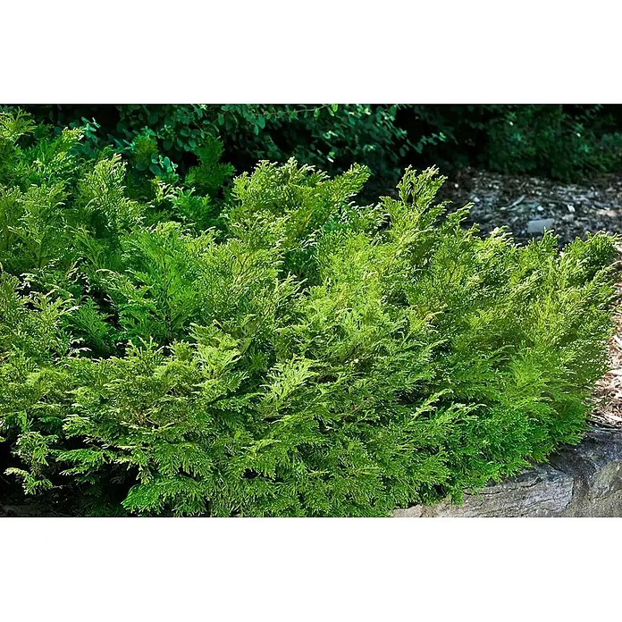 Pflanzen für dich Lebensbaum 70-80 cm - Thujopsis dolabrata, Aktuelle Wuchshöhe: 70 cm - 80 cm - Üppiger grüner immergrüner Strauch mit dichtem Laub, in einem Garten neben einer Steinbegrenzung gepflanzt.