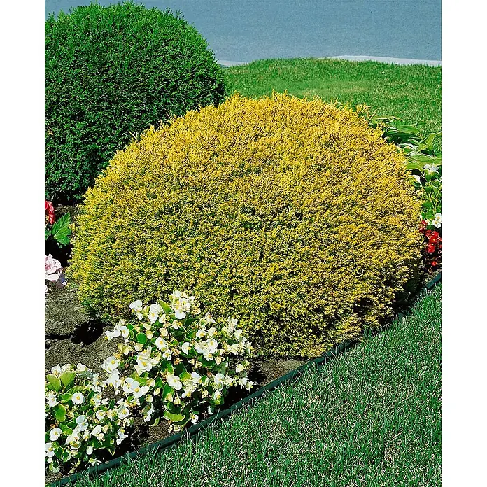 Pflanzen für dich Lebensbaum 20-30 cm - Thuja occidentalis 'Rheingold', Aktuelle Wuchshöhe: 20 cm - 30 cm - Ein leuchtend gelb-goldener, kugelförmiger immergrüner Strauch in einem Garten, umgeben von grünem Gras und Blumen.