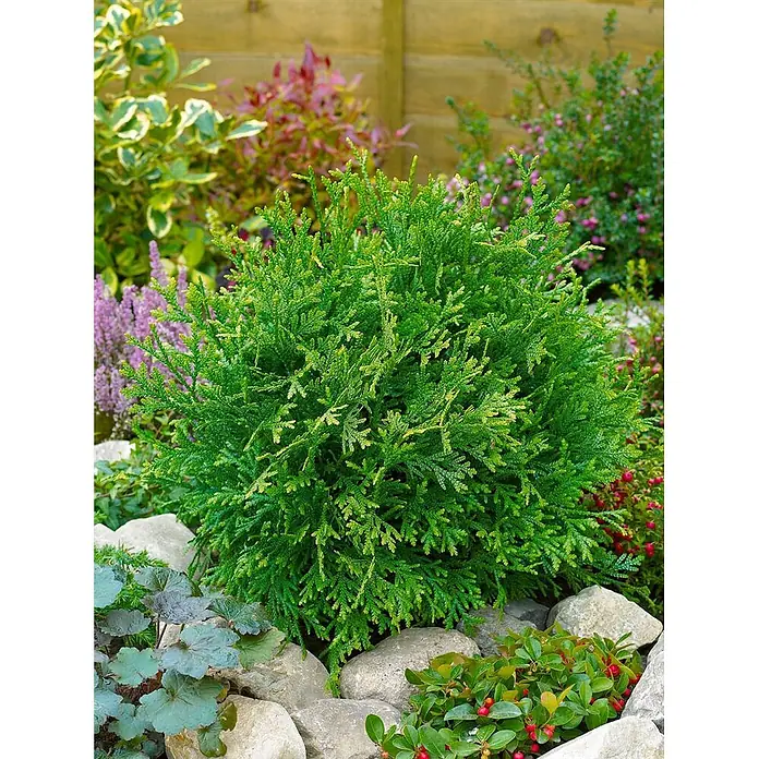 Pflanzen für dich Lebensbaum 70-80 cm - Thujopsis dolabrata, Aktuelle Wuchshöhe: 70 cm - 80 cm - Lebhaft grüner, kugelförmiger Immergrün-Strauch mit zartem Laub, in einem Garten zwischen Steinen und Pflanzen.