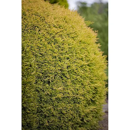Pflanzen für dich  Zwerg-Lebensbaum 50-60 cm