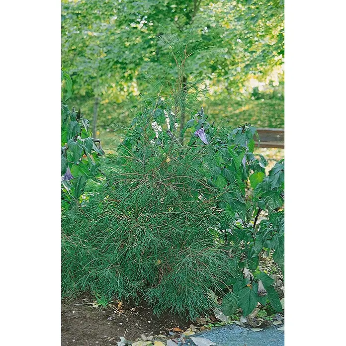 Pflanzen für dich Lebensbaum 15-20 cm - Thuja occidentalis 'Filiformis', Aktuelle Wuchshöhe: 15 cm - 20 cm - Kleiner, zarter grüner Nadelstrauch in einem Garten, umgeben von anderen Pflanzen, darunter eine mit lila Blüten.
