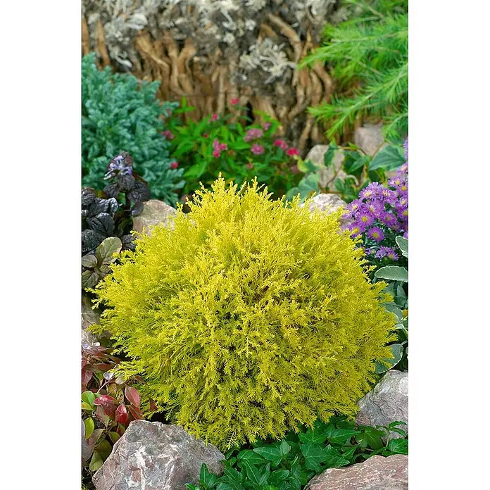 Pflanzen für dich Lebensbaum 20-30 cm - Thuja occidentalis 'Rheingold', Aktuelle Wuchshöhe: 20 cm - 30 cm - Leuchtend gelber Nadelstrauch im Garten, umgeben von Pflanzen und Steinen.