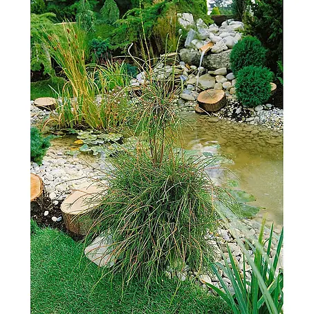 Pflanzen für dich  Lebensbaum 15-20 cm