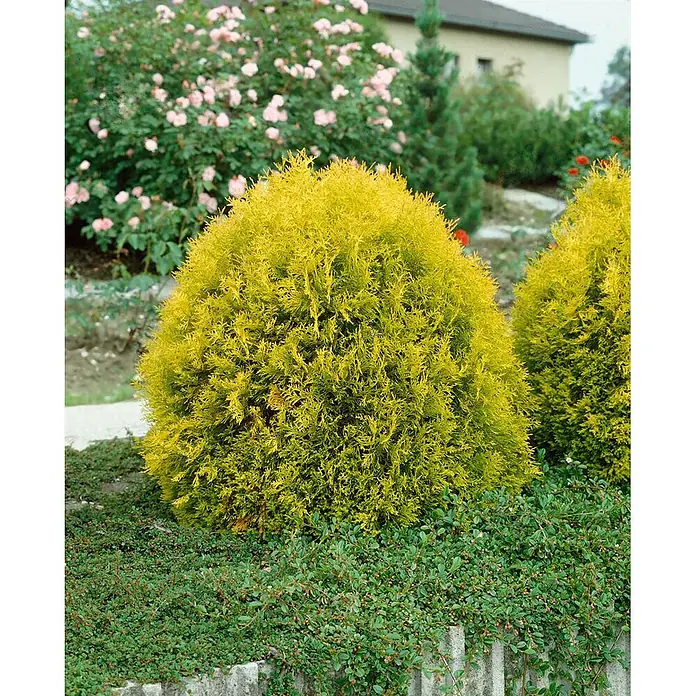 Pflanzen für dich Lebensbaum 20-30 cm - Thuja occidentalis 'Rheingold', Aktuelle Wuchshöhe: 20 cm - 30 cm - Goldgelber Zwerg-Nadelbaum in einem Garten mit üppigem grünem Bodendecker.