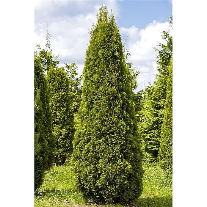 Pflanzen für dich Lebensbaum 60-80 cm - Thuja occidentalis 'Smaragd', Aktuelle Wuchshöhe: 60 cm - 80 cm - Hoher, kegelförmiger grüner Nadelbaum mit dichtem Laub, stehend auf einer Grasfläche mit anderen Bäumen unter blauem, bewölktem Himmel.