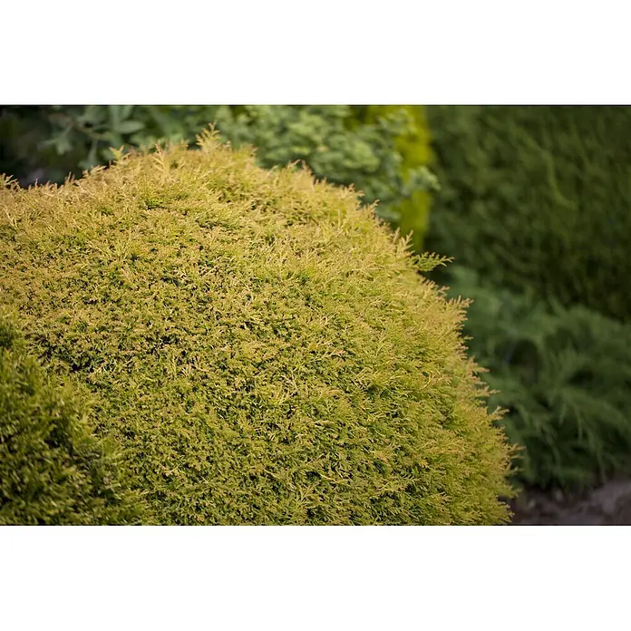 Pflanzen für dich Lebensbaum 20-30 cm - Thuja occidentalis 'Rheingold', Aktuelle Wuchshöhe: 20 cm - 30 cm - Gelbgrünes immergrünes Strauchlaub.