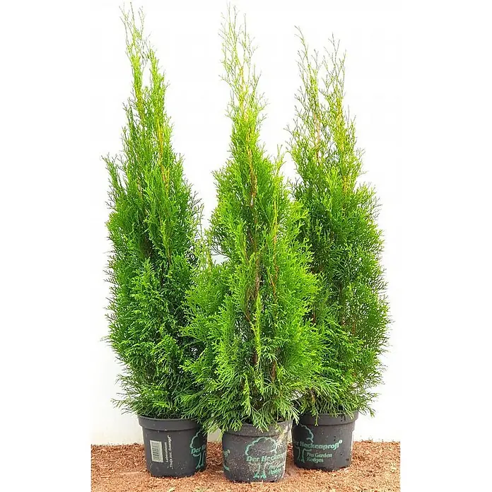 Pflanzen für dich Lebensbaum Abendländischer Lebensbaum - Thuja occidentalis 'Smaragd', Aktuelle Wuchshöhe: 80 cm - 100 cm - Drei grüne Topf-Nadelbäume in schwarzen Pflanzgefäßen.
