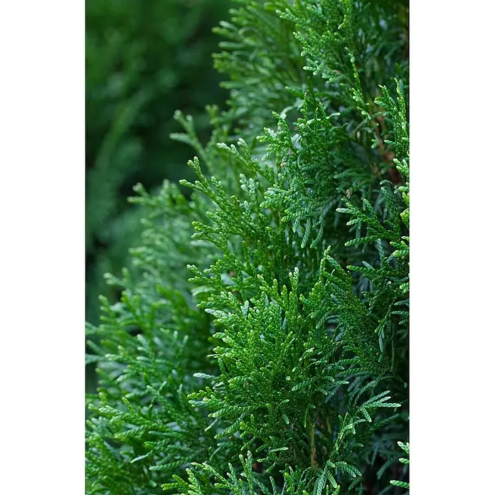 Pflanzen für dich Lebensbaum 60-80 cm - Thuja occidentalis 'Smaragd', Aktuelle Wuchshöhe: 60 cm - 80 cm - Nahaufnahme von dichtem, leuchtend grünem Laub mit kleinen, schuppenartigen Blättern.