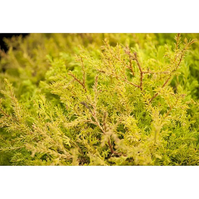 Pflanzen für dich Lebensbaum 20-30 cm - Thuja occidentalis 'Rheingold', Aktuelle Wuchshöhe: 20 cm - 30 cm - Nahaufnahme einer leuchtend gelb-grünen Koniferenpflanze mit stacheligen Nadeln.