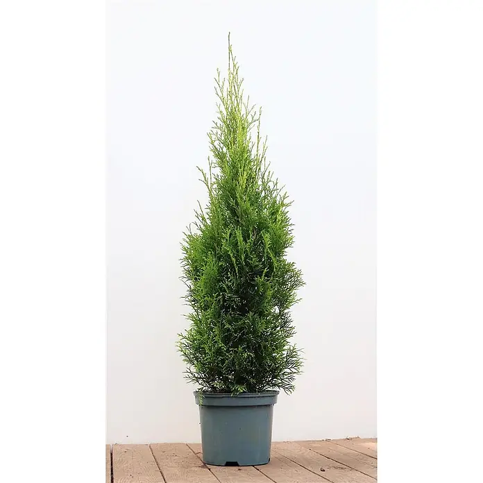 Pflanzen für dich Lebensbaum Abendländischer Lebensbaum - Thuja occidentalis 'Smaragd', Aktuelle Wuchshöhe: 80 cm - 100 cm - Grüner, kegelförmiger Nadelbaum in einem dunkelgrauen Topf.