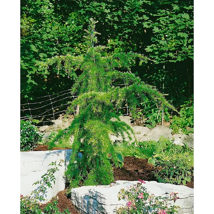 Pflanzen für dich Lebensbaum Himalayazeder - Cedrus deodara 'Pendula', Aktuelle Wuchshöhe: 80 cm - 100 cm - Ein junger, grüner Lärchenbaum mit weichen Nadeln, in einem Garten neben hellen Ziersteinen gepflanzt.