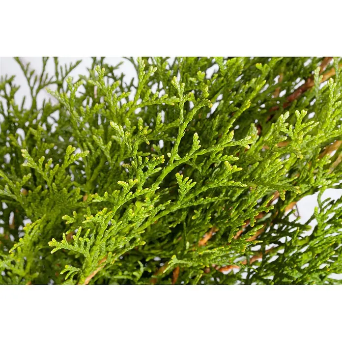 Pflanzen für dich Lebensbaum 60-80 cm - Thuja occidentalis 'Smaragd', Aktuelle Wuchshöhe: 60 cm - 80 cm - Nahaufnahme von leuchtend grünem Nadelbaumlaub mit schuppigen Blättern und sichtbaren braunen Ästen.