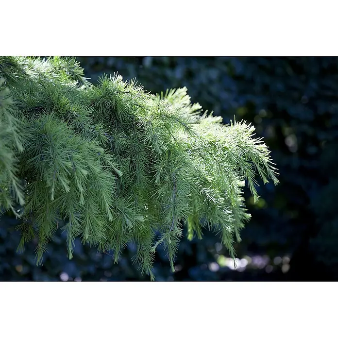 Pflanzen für dich Schwarzkiefer 60-80 cm - Cedrus deodara 'Pendula', Aktuelle Wuchshöhe: 60 cm - 80 cm - Üppige grüne Nadelbaumzweige mit feinen Nadeln, von Sonnenlicht beleuchtet.