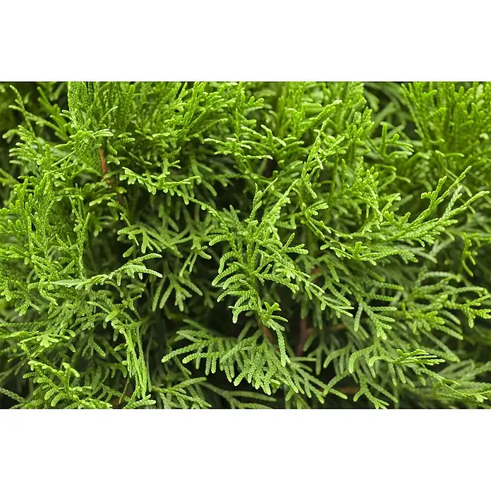 Pflanzen für dich Lebensbaum 60-80 cm - Thuja occidentalis 'Smaragd', Aktuelle Wuchshöhe: 60 cm - 80 cm - Dichtes, leuchtend grünes Laub mit filigranen, federartigen Ästen.