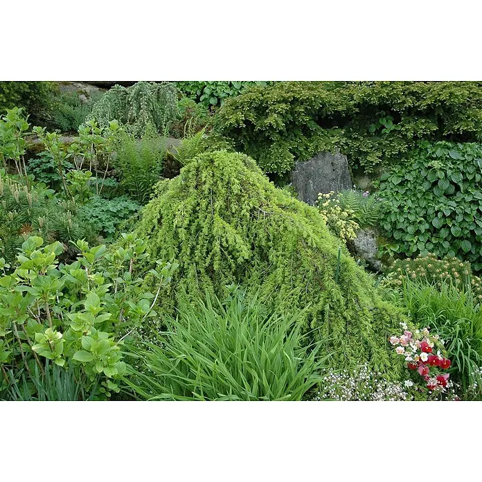 Pflanzen für dich Lebensbaum Himalayazeder - Cedrus deodara 'Pendula', Aktuelle Wuchshöhe: 80 cm - 100 cm - Üppiger, vielfältiger grüner Garten mit verschiedenen Pflanzen, darunter ein prägnanter Hänge-Nadelbaum, Farne und kleine bunte Blumen.