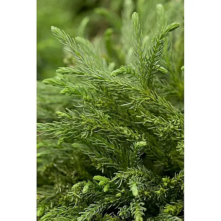 Pflanzen für dich  Lebensbaum 15-20 cm