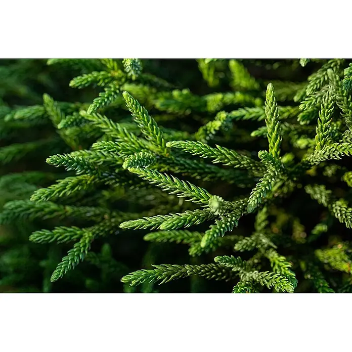 Pflanzen für dich Lebensbaum 15-20 cm - Cryptomeria japonica 'Dinger', Aktuelle Wuchshöhe: 15 cm - 20 cm - Nahaufnahme von lebendig grünem, gesundem, nadelartigem Laubwerk mit scharfen Details.